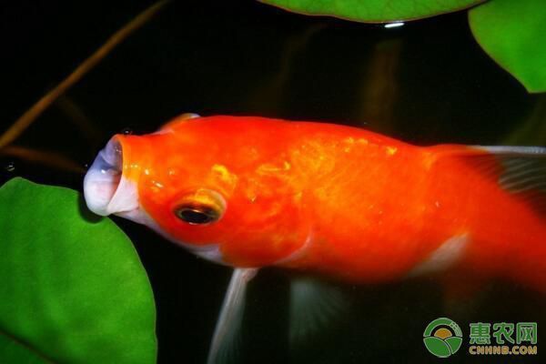風水魚的最佳養殖溫度是多少？