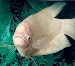 風水魚的最佳養殖溫度是多少？