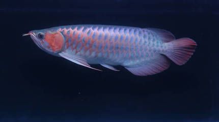 紅龍魚的鱗片是藍色（紅龍魚的鱗片底色為藍色是一種較為特殊的品種）