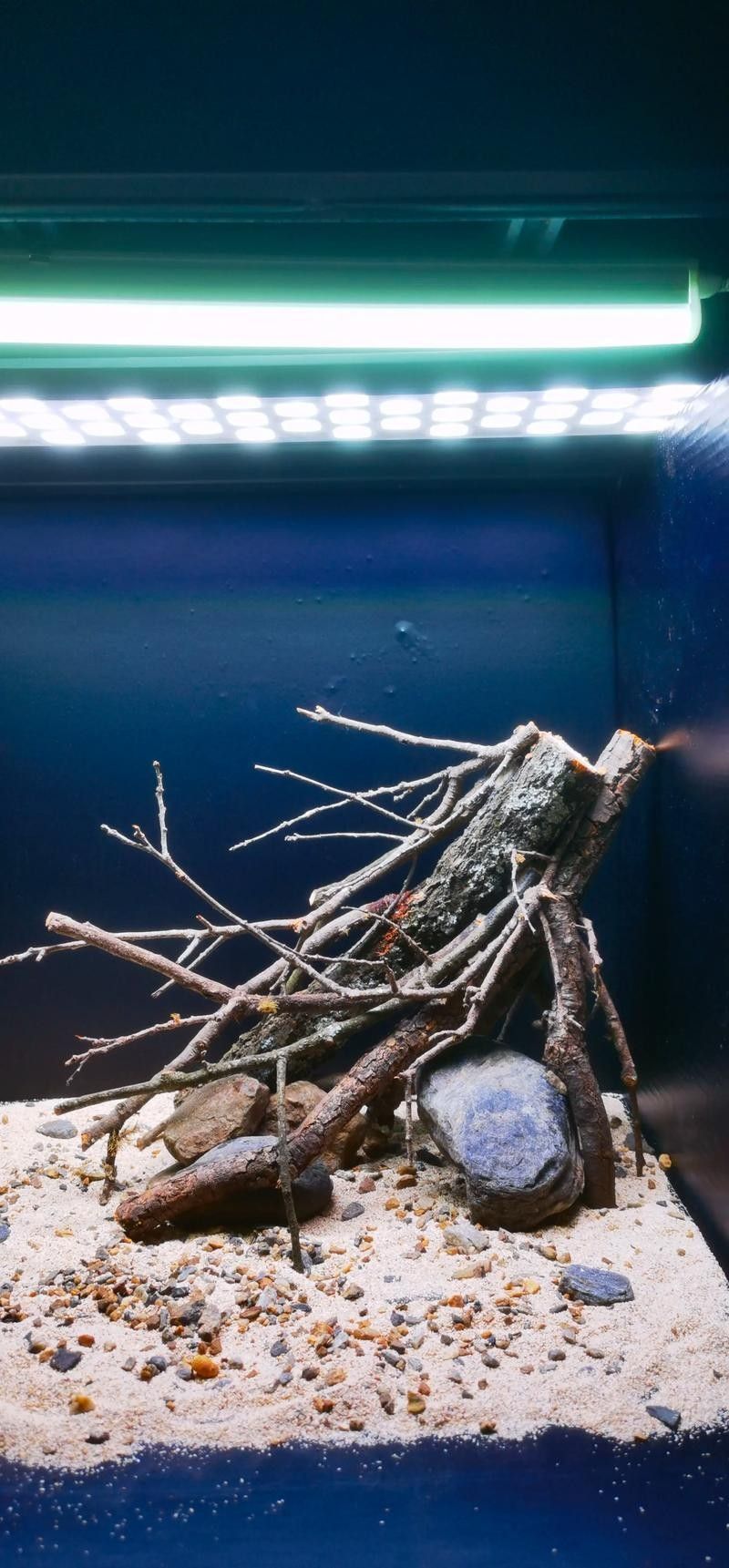 龍魚沉木造景位置圖片