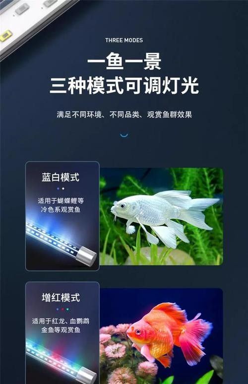 龍魚沉木造景位置圖片
