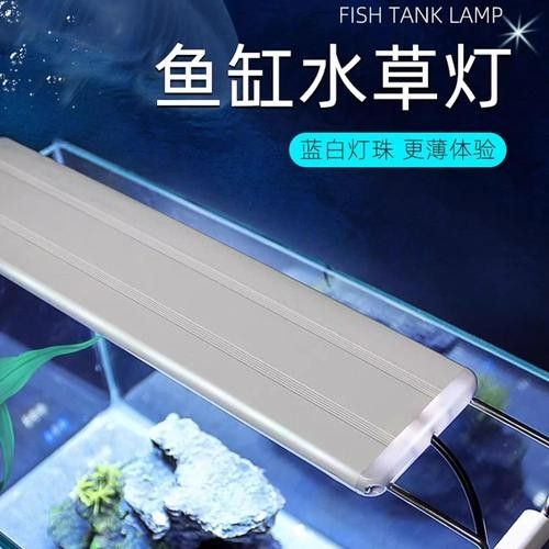 龍魚沉木造景位置圖片