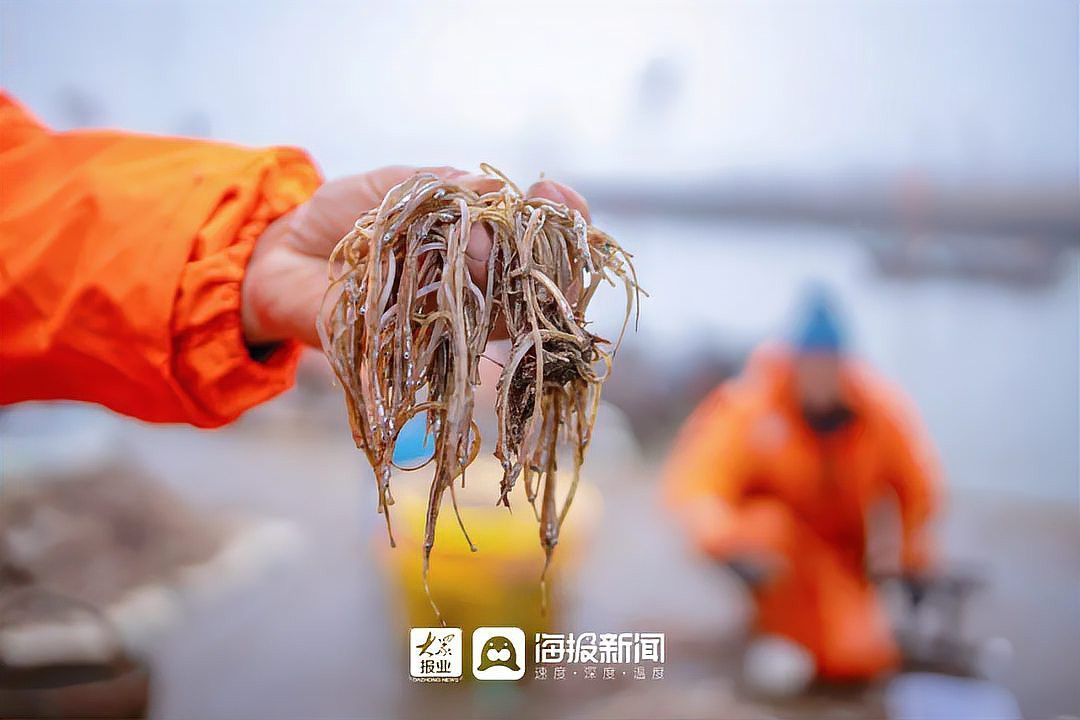 淡水海龍魚一窩能生多少條魚 淡水海龍魚一窩能生多少條魚 龍魚百科 第3張