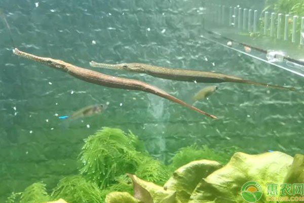 淡水海龍魚一窩能生多少條魚 淡水海龍魚一窩能生多少條魚 龍魚百科 第2張