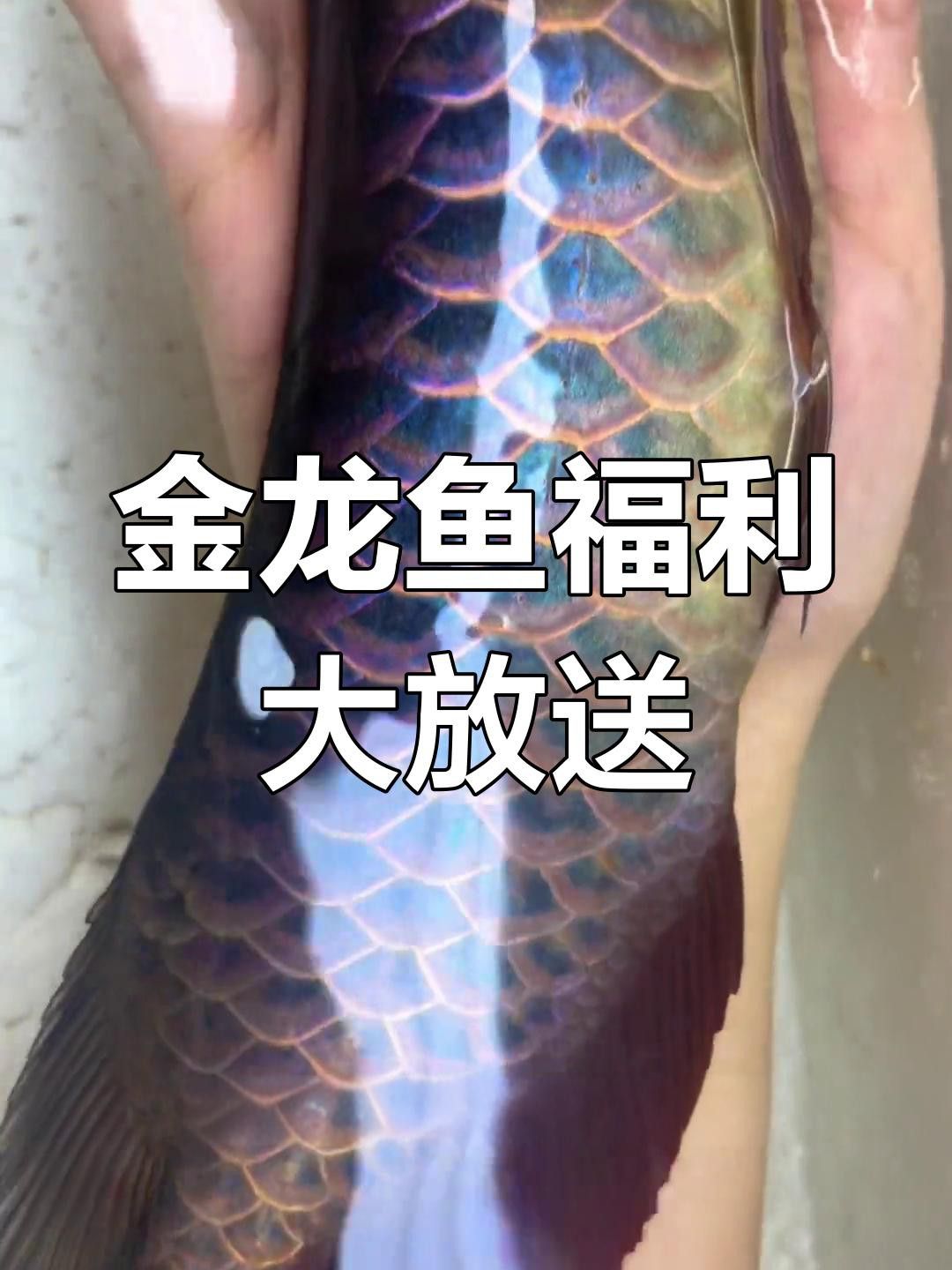 如何判斷紫底金頭過背金龍魚的品質？