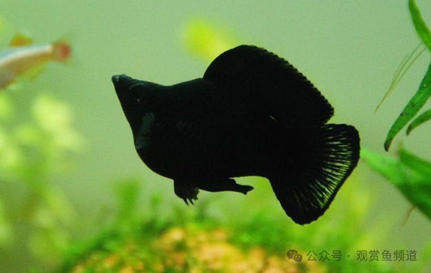 瑪麗魚喜歡燈光嗎