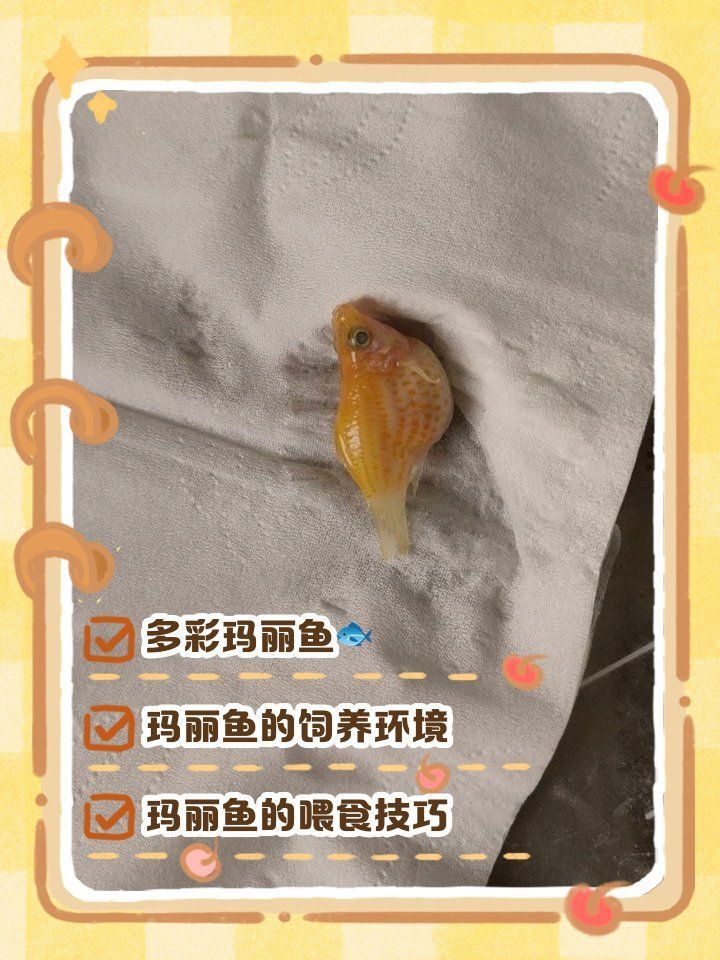 瑪麗魚喜歡燈光嗎
