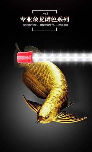 金龍魚用黃燈嗎圖片