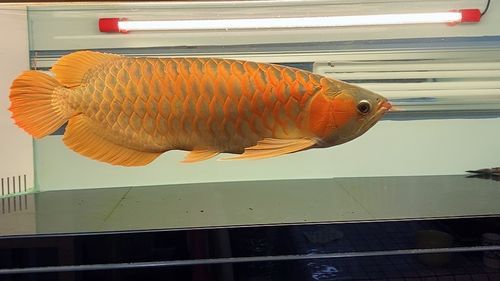 金龍魚用黃燈嗎圖片