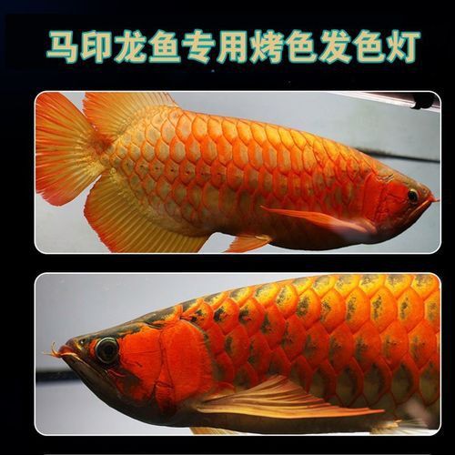 金龍魚用黃燈嗎圖片