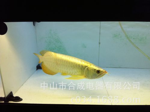 金龍魚用黃燈嗎圖片