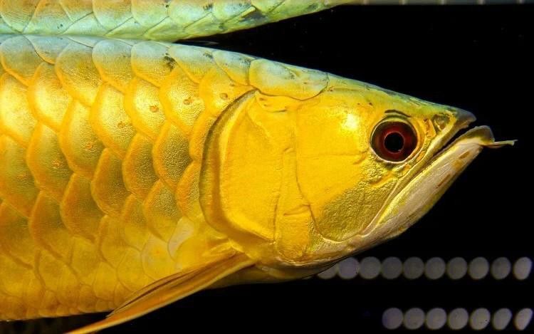 金龍魚用黃燈嗎圖片