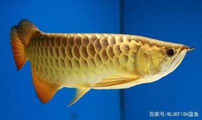 金龍魚是怎么來的【金龍魚在進化歷程中的多樣性發展中的多樣性發展】