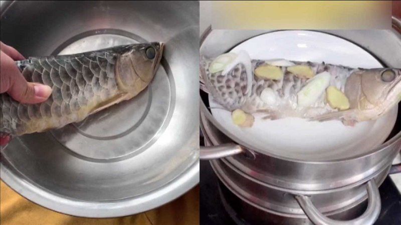 石家莊男子吃掉金龍魚案件真相 石家莊男子吃掉金龍魚案件真相 龍魚百科 第6張