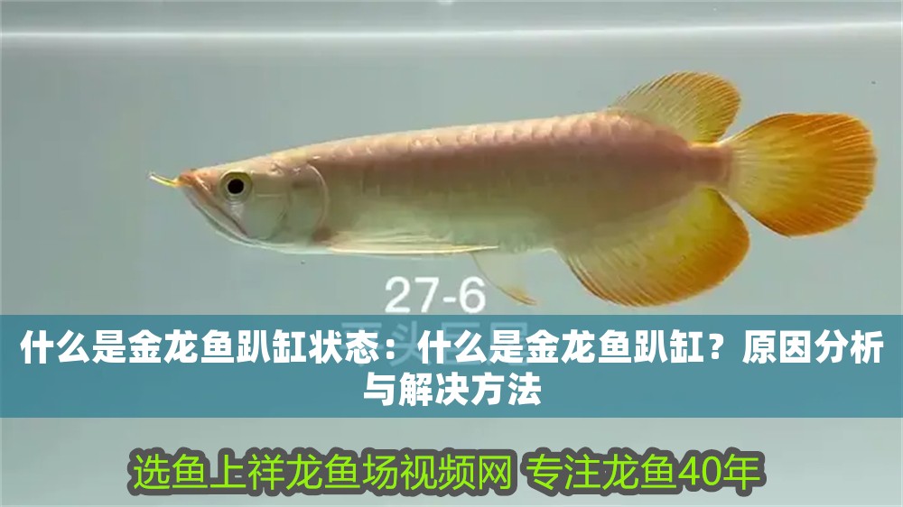 什么是金龍魚趴缸狀態(tài)：什么是金龍魚趴缸？原因分析與解決方法