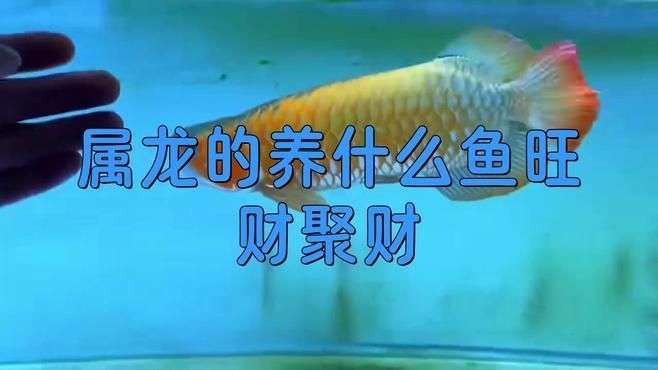金龍配什么魚最旺財