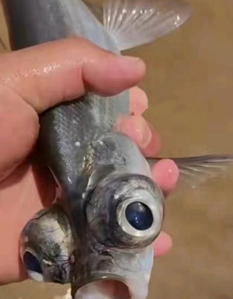 給我一張龍魚眼睛凸起的圖片
