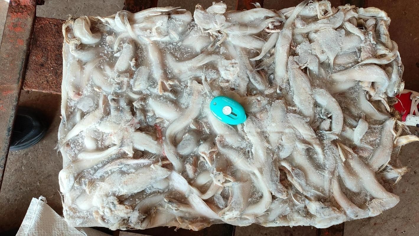 溫州龍魚哪里賣的好啊多少錢