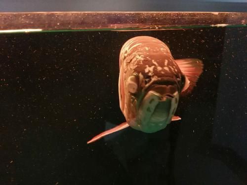 給我一張龍魚眼睛凸起的圖片