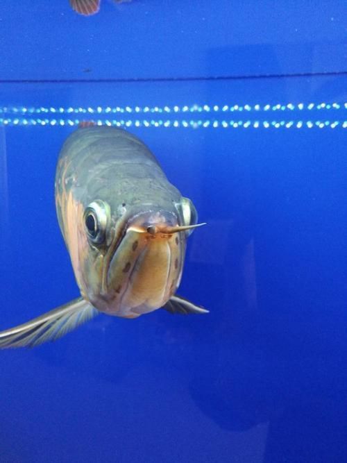 給我一張龍魚眼睛凸起的圖片