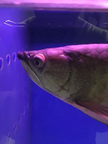 給我一張龍魚眼睛凸起的圖片