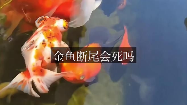 魚爛尾巴后多久會(huì)死亡？