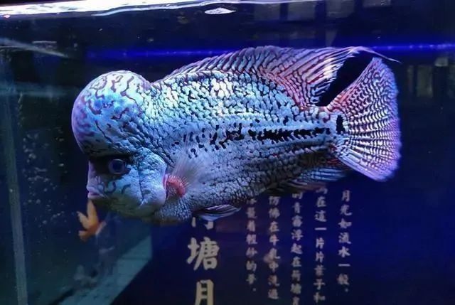 如何緩解龍魚的心理壓力？