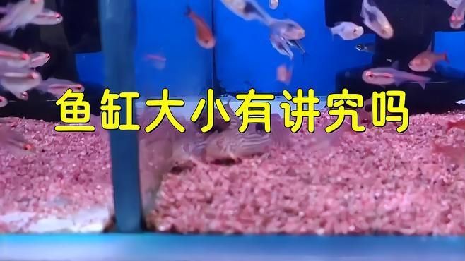 魚缸尺寸最忌三種 魚缸尺寸最忌三種 龍魚百科 第3張
