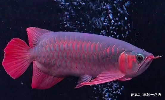 最漂亮的紅龍魚排名第一是誰：哪種紅龍魚最漂亮？