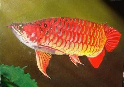 最漂亮的紅龍魚排名第一是誰：哪種紅龍魚最漂亮？