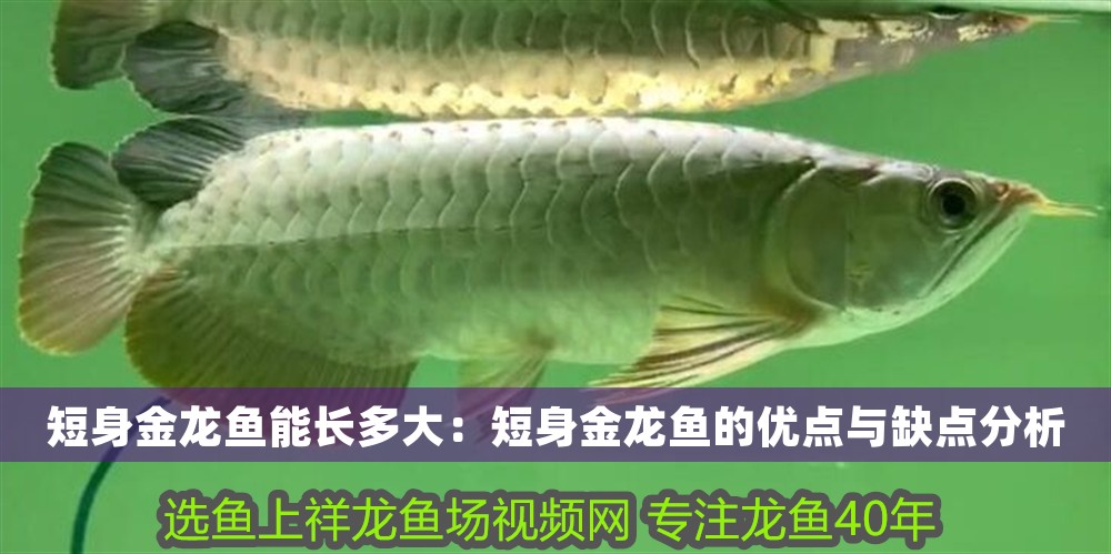 短身金龍魚能長多大：短身金龍魚的優點與缺點分析
