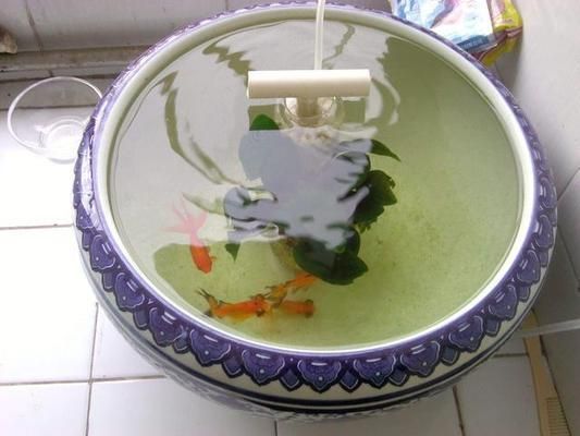 短身金龍魚能長多大：短身金龍魚的優點與缺點分析