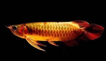 雷龍魚缸布景圖