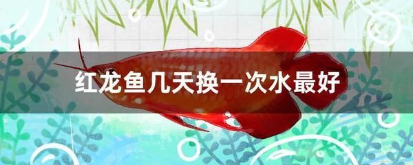 紅龍魚喂食要關水泵嗎？：紅龍魚喂食要關水泵嗎
