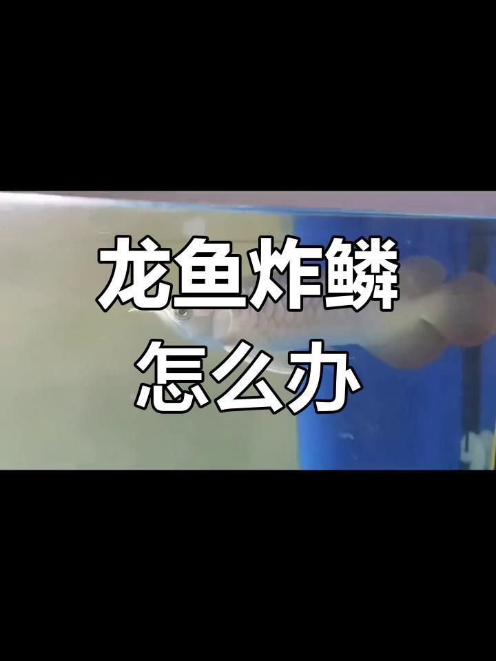 龍魚炸鱗了最簡單處理方法