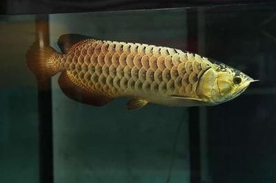 龍魚一般多長：龍魚的體長會因其品種、生活環境等因素而有所不同
