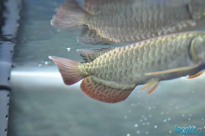 40cm龍魚吃了20cm龍魚（40cm龍魚吃了20cm龍魚一天吃多少360問答）