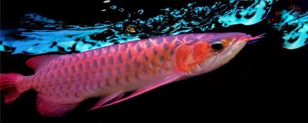 紅龍魚能用高錳酸鉀嗎：紅龍魚能否使用高錳酸鉀，紅龍魚能否使用高錳酸鉀嗎