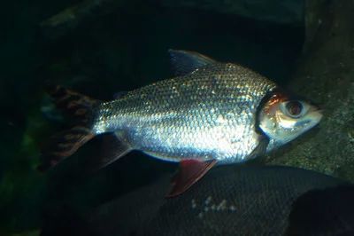 龍魚的飼養(yǎng)要求標(biāo)準(zhǔn)是多少條魚：龍魚的飼養(yǎng)要求