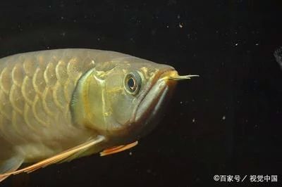 龍魚的飼養(yǎng)要求標(biāo)準(zhǔn)是多少條魚：龍魚的飼養(yǎng)要求
