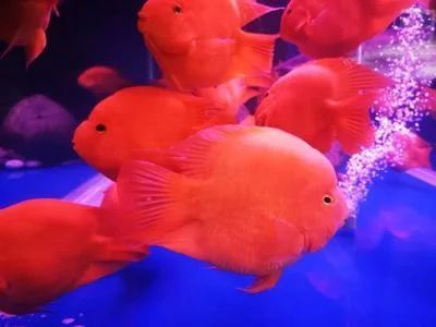 龍魚的飼養(yǎng)要求標(biāo)準(zhǔn)是多少條魚：龍魚的飼養(yǎng)要求