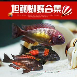 蝴蝶鯉配龍魚(白金蝴蝶鯉觀賞性強(qiáng),但養(yǎng)魚需注意這5點(diǎn)!) 龍魚百科 第3張 蝴蝶鯉配龍魚(白金蝴蝶鯉觀賞性強(qiáng),但養(yǎng)魚需注意這5點(diǎn)!) 蝴蝶鯉配龍魚(白金蝴蝶鯉觀賞性強(qiáng),但養(yǎng)魚需注意這5點(diǎn)!) 龍魚百科 第3張