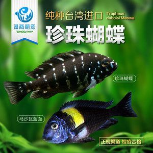 蝴蝶鯉配龍魚(白金蝴蝶鯉觀賞性強(qiáng),但養(yǎng)魚需注意這5點(diǎn)!) 龍魚百科 第1張 蝴蝶鯉配龍魚(白金蝴蝶鯉觀賞性強(qiáng),但養(yǎng)魚需注意這5點(diǎn)!) 蝴蝶鯉配龍魚(白金蝴蝶鯉觀賞性強(qiáng),但養(yǎng)魚需注意這5點(diǎn)!) 龍魚百科 第1張