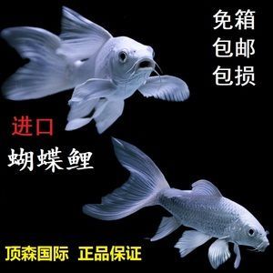 蝴蝶鯉配龍魚(白金蝴蝶鯉觀賞性強(qiáng),但養(yǎng)魚需注意這5點(diǎn)!) 龍魚百科 第2張 蝴蝶鯉配龍魚(白金蝴蝶鯉觀賞性強(qiáng),但養(yǎng)魚需注意這5點(diǎn)!) 蝴蝶鯉配龍魚(白金蝴蝶鯉觀賞性強(qiáng),但養(yǎng)魚需注意這5點(diǎn)!) 龍魚百科 第2張