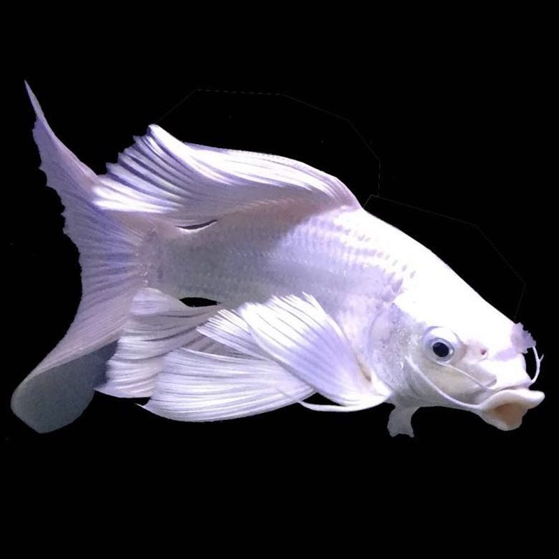 蝴蝶鯉配龍魚(白金蝴蝶鯉觀賞性強(qiáng),但養(yǎng)魚需注意這5點(diǎn)!) 龍魚百科 第7張 蝴蝶鯉配龍魚(白金蝴蝶鯉觀賞性強(qiáng),但養(yǎng)魚需注意這5點(diǎn)!) 蝴蝶鯉配龍魚(白金蝴蝶鯉觀賞性強(qiáng),但養(yǎng)魚需注意這5點(diǎn)!) 龍魚百科 第7張
