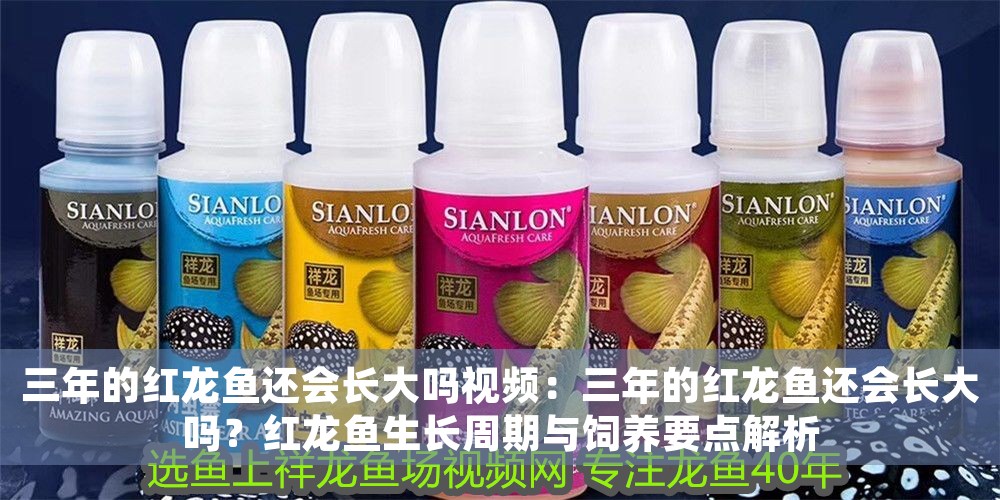 三年的紅龍魚還會(huì)長(zhǎng)大嗎視頻：三年的紅龍魚還會(huì)長(zhǎng)大嗎？紅龍魚生長(zhǎng)周期與飼養(yǎng)要點(diǎn)解析