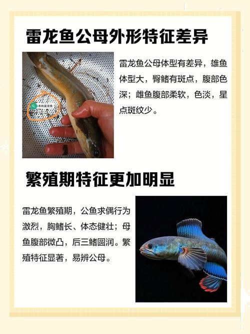 雷龍魚(yú)公母