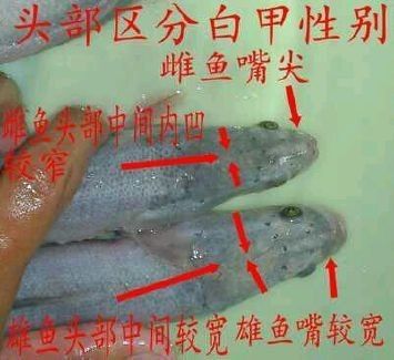 雷龍魚(yú)公母