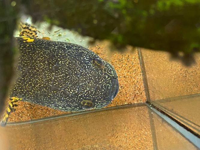 雷龍魚(yú)公母