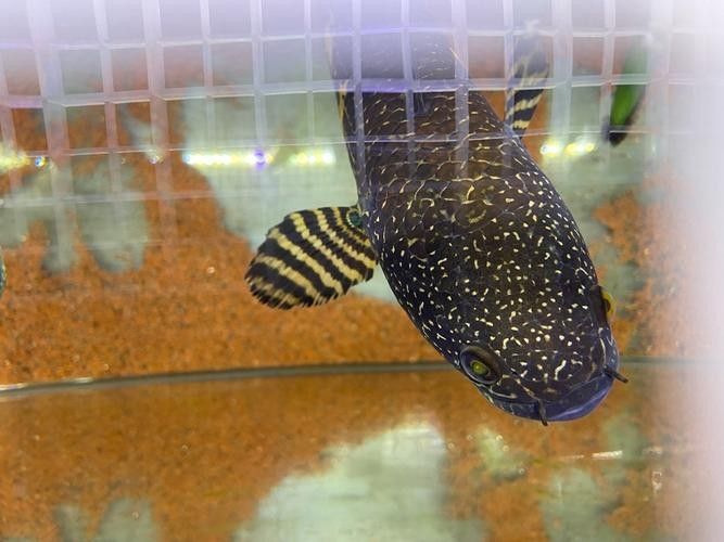 雷龍魚(yú)公母